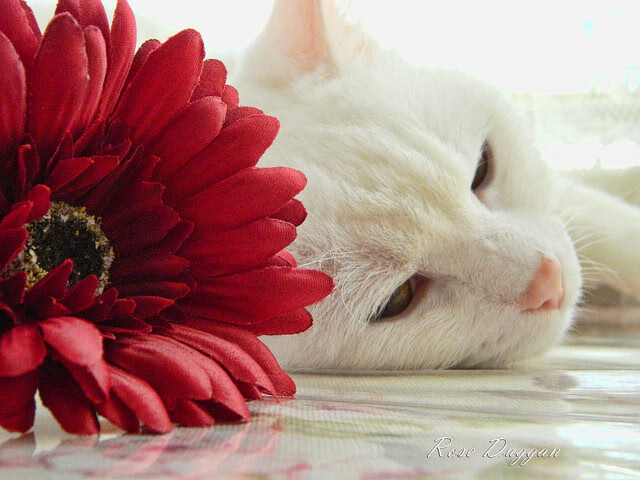 熊猫直播-独行侠险胜上海队，乔治在年度焦点之战接管比赛